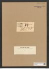 Striatella beswickii Norm. (de-Toni-Nr.: Genus 97, Species 3087) Zeichnungen Sammlung Grunow Nr. 6316 (NHMW-BOT-W0374949)
